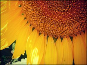 Reference photo courtesy of Rachel Lynn Photography