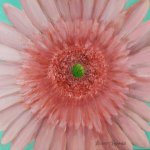 pink daisy